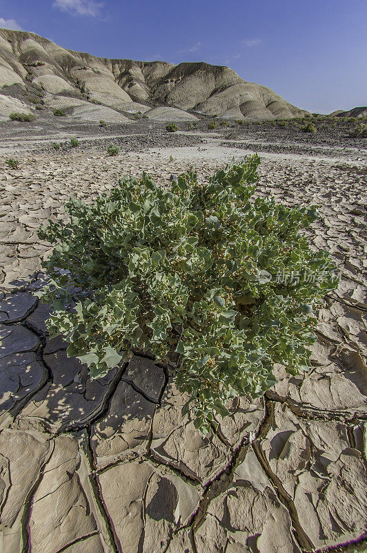 Atriplex hymenelytra，或沙漠冬青，是银白色灰色的灌木，苋科，原产于美国西南部的沙漠，在加州的死亡谷国家公园发现。苋科。